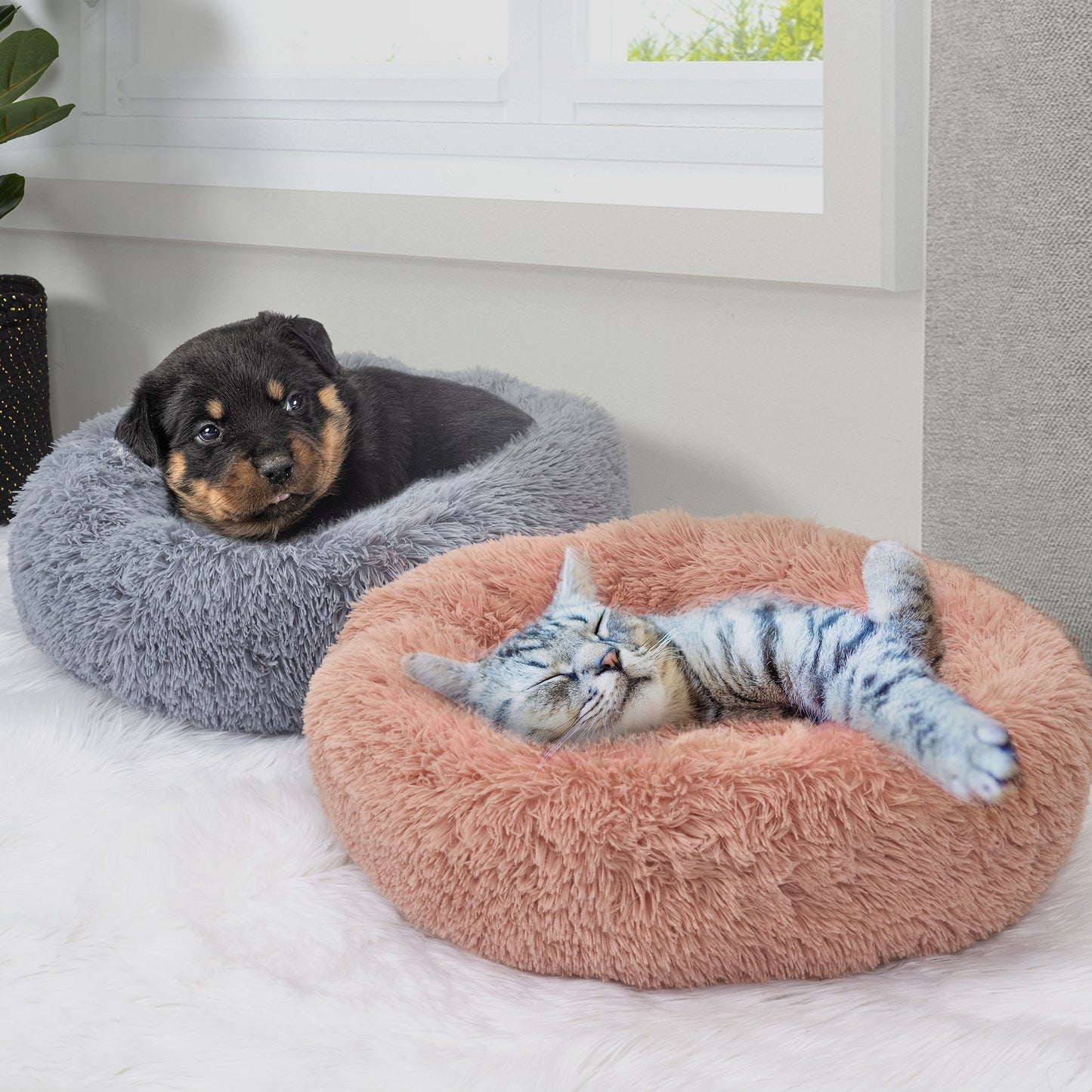 Chat installé dans le lit douillet ZenPur pour détente et confort optimal